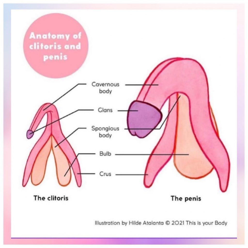 Anatomy of the clitoris and the penis photo